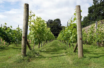 Wall Mural - Beautiful view of the rows of vineyards in autumn