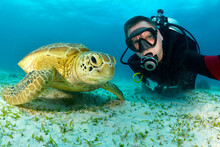 Scuba Diver With Green Sea Turtle, Chelonia Mydas