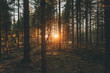 © Westend61 - Sunset in the woods of Sodermanland, Nykoping, Sweden