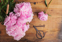 Pink Peonies And Scissors On Wood