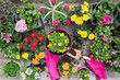 © Gaby Wojciech/Westend61 - Colorful freshly potted summer flowers