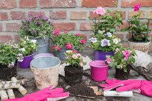 Flowers In Pots And Gardening Gloves