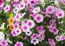Close-up Of Pink Blooming Petunia Flowers