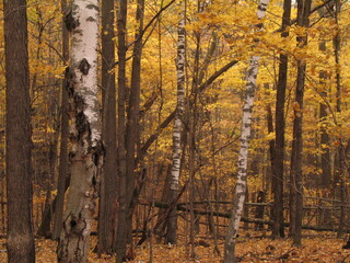 Wall Mural - autumn in the forest