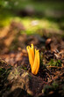 © Manuel Sulzer/Westend61 - Goat's beard mushroom, close-up