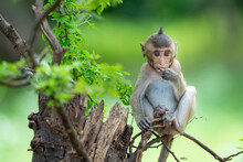 Baby Monkey Sitting On The Tree Eating Food.