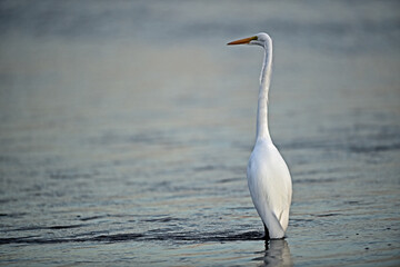 Poster - Great Egret -  Ardea alba