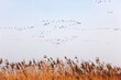 © Westend61 - Germany, Mecklenburg-Western Pomerania, Zingst, Flock of birds flying over brown grass