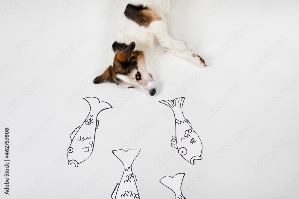 Mongrel with drawn fishes on white ground
