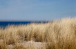 © Westend61 - Germany, Mecklenburg-Western Pomerania, Zingst, Brown grass growing on coastal beach