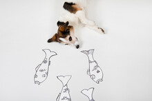 Mongrel With Drawn Fishes On White Ground