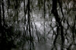 © Thomas J√§ger/Westend61 - Reflection of bare trees on water surface at rainy day