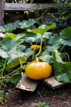 Germany, Young Pumpkin Growing In Vegetable Garden