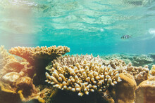 Australia, Queensland, Great Barrier Reef, Corals, Close Up