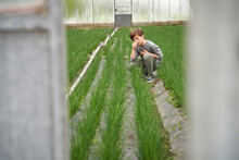 Boy Crouching In Greenhouse, Smelling Chives