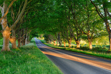 Tree Lined Road Near Wimborne, Dorset, England, UK