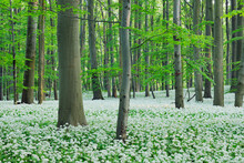 Germany, Thuringia, Hainich National Park, View Of Ramson And Beech Trees In Forest