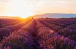 © gemma ferrando & jeremie roman/Westend61 - Vast lavender field at springtime sunrise