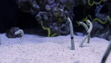 Spotted Garden Eels (Heteroconger Hassi) Catching And Eating Planktons While Buried On The Sand. - Close Up