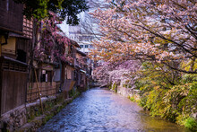 Japan, Kyoto, Gion, Traditional Houses An Cherry Blossom At River
