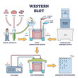 Western blot laboratory method for detecting specific proteins vector diagram