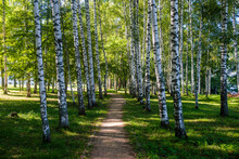 Birch Tree Forest, Plyos, Golden Ring, Russia