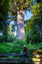 Woman Looking At Te Matua Ngahere, A Giant Kauri Tree, Waipoua Forest, Westcoast Northland, North Island, New Zealand