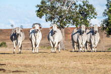 Five Brahman Cows Facing The Camera In The Dry Australian Landscape