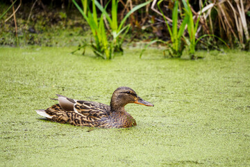 Poster - Female duck floating on the green surface of the pond.