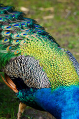 Canvas Print - Detail of the upper feathers of a male peacock.