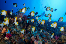Palau, School Of Yellow Pyramid Butterflyfish (Hemitaurichthys Polylepis)