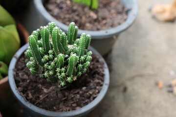 Wall Mural - cactus in a pot