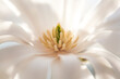 © Sandra Roesch/Westend61 - White blossom of star magnolia, detail