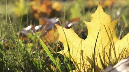 Wall Mural - focus on yellow maple leaf in grass by autumn by windy weather
