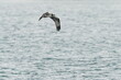 osprey in the sea shore