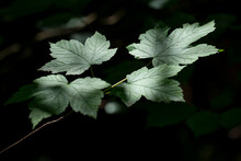 Fresh Green Maple Leaves On Branch In Park