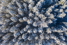 Germany, Upper Bavaria, Dietramaszell, Aerial View Of Pine Forest In Winter