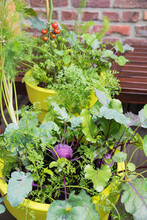 Vegetables Growing In Recycled Plastic Plant Pots On Balcony
