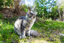 Portrait Of Young Gray Cat Sitting On Grass