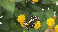 Slow Motion Footage Of Wild Black White Butterfly Sitting On Blooming Yellow Flower And Working - Macro Shot