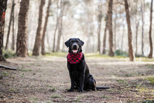 Labrador Dog With Scarf Sitting In Forest