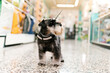 © Ezequiel Gimenez/Westend61 - Close-up of schnauzer standing on tiled floor in pet salon