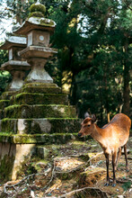 Japan, Nara,ÔøΩSika Deer (Cervus Nippon) Standing Near Moss Covered Stone Lantern In Nara Park