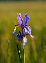 Close-up Of Purple Iris Flower Blooming Outdoors, Bavaria, Germany