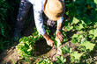 © Westend61 - Senior man wearing hat picking leaf vegetables in garden