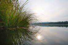 Germany, Bavaria, Upper Bavaria, Nature Reserve Isarauen, Ickinger Reservoir, Tall Grass On Lakeshore