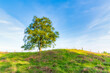 © Scott Masterton/Westend61 - Single tree on hill, Perth, Scotland