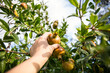 © Maria Maar/Westend61 - Italy, Sicily, woman harvesting pomegranate
