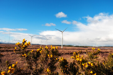 Wind farm in an open field. Green electric energy generation. Warm sunny day. Power supply industry.