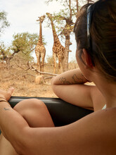 Woman Watching Pair Of Giraffes  Through Car Window, Kruger National Park, Mpumalanga, South Africa
